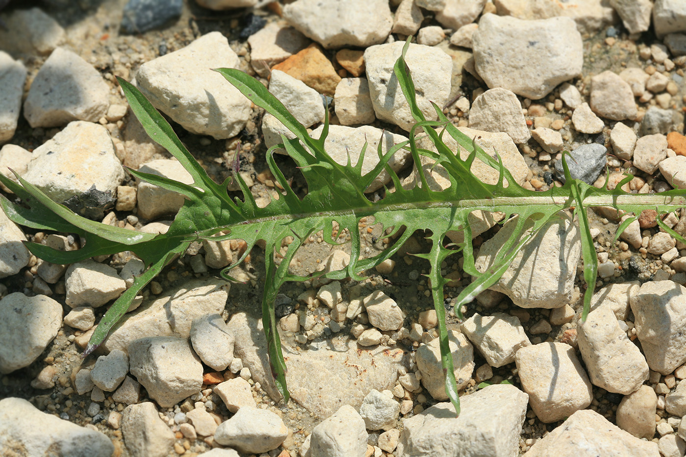 Изображение особи Taraxacum pectinatiforme.