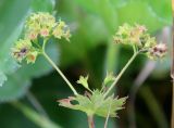 Alchemilla xanthochlora. Часть соплодия. Ярославская обл., Пошехонский р-н, окр. с. Владычное, луг на 15-летней залежи. 26.08.2019.