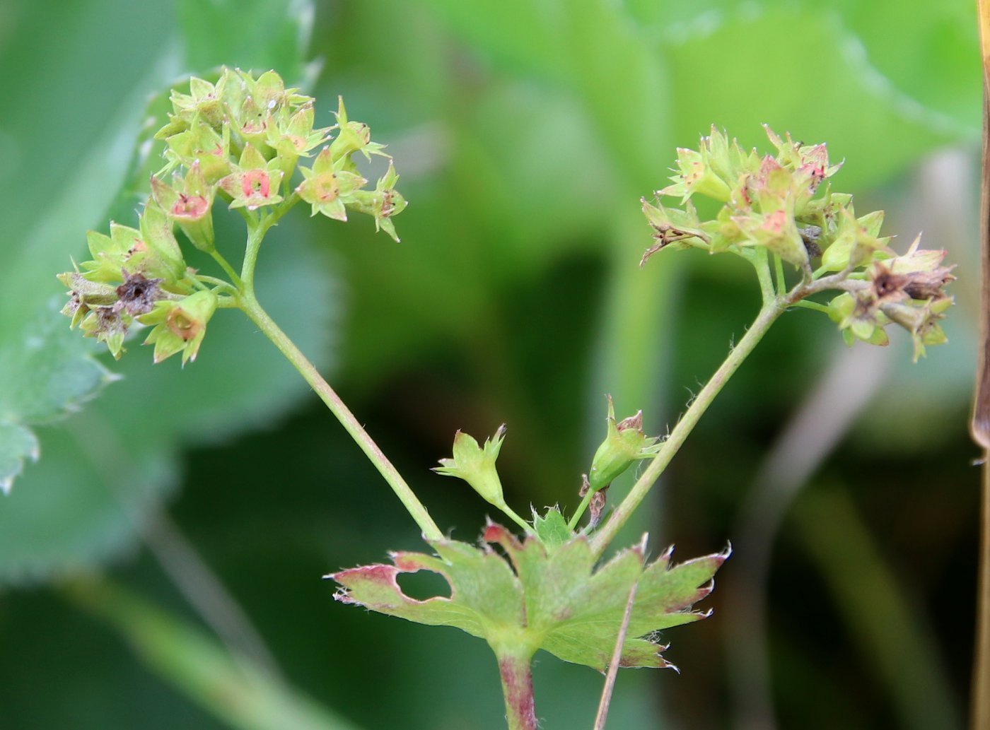 Изображение особи Alchemilla xanthochlora.