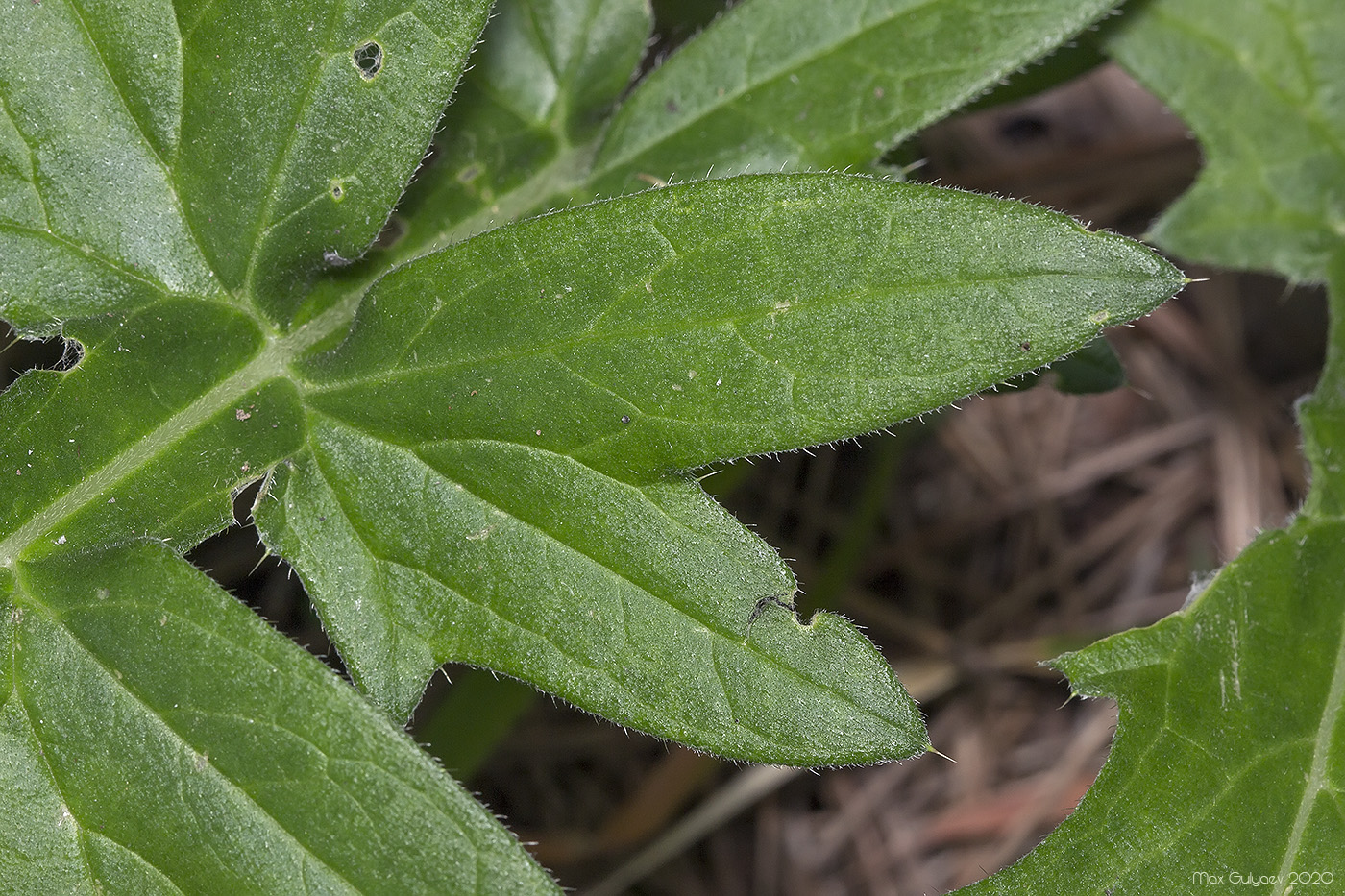 Изображение особи семейство Asteraceae.