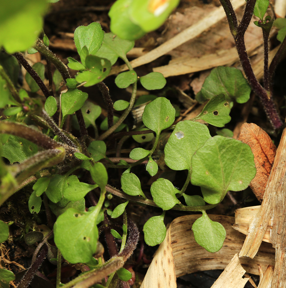 Изображение особи Cardamine regeliana.