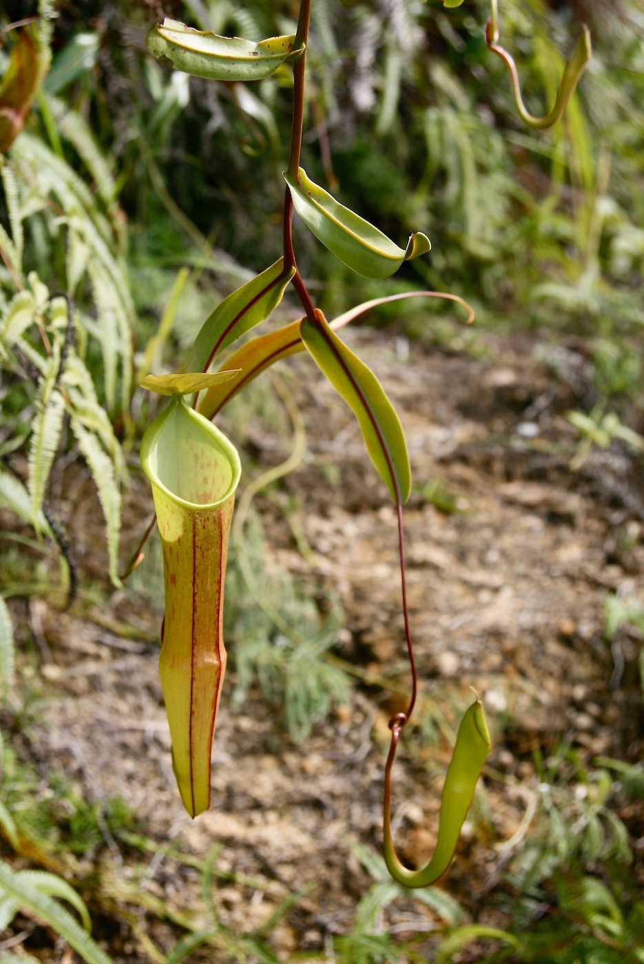 Изображение особи Nepenthes sanguinea.