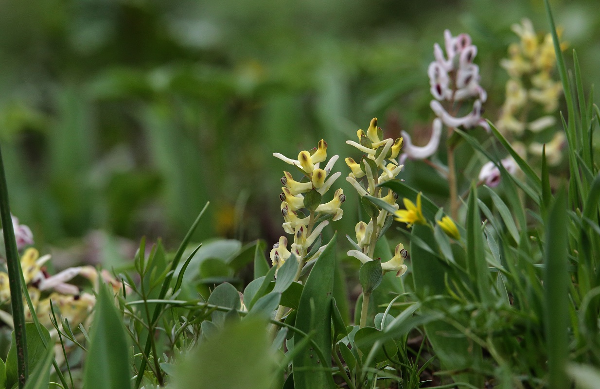 Изображение особи Corydalis ledebouriana.