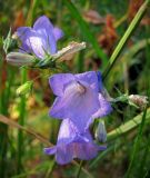 Campanula rotundifolia