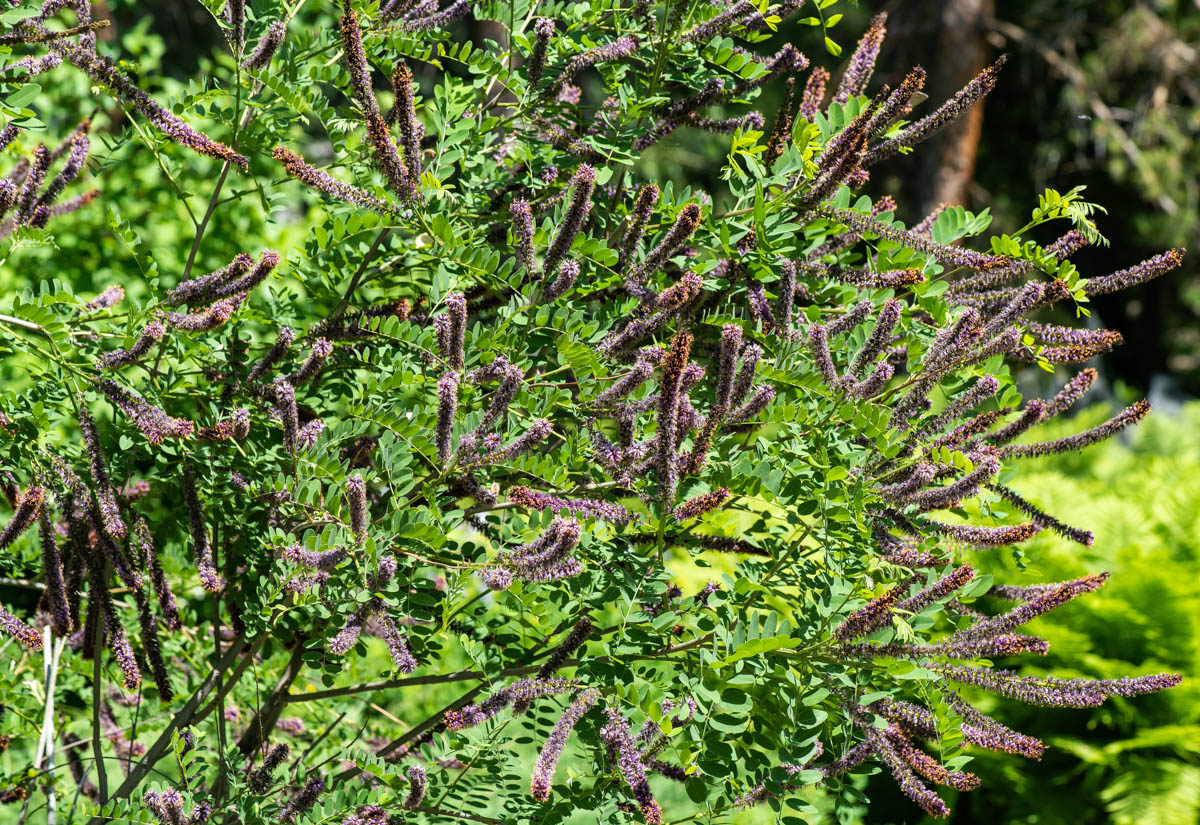 Image of Amorpha fruticosa specimen.