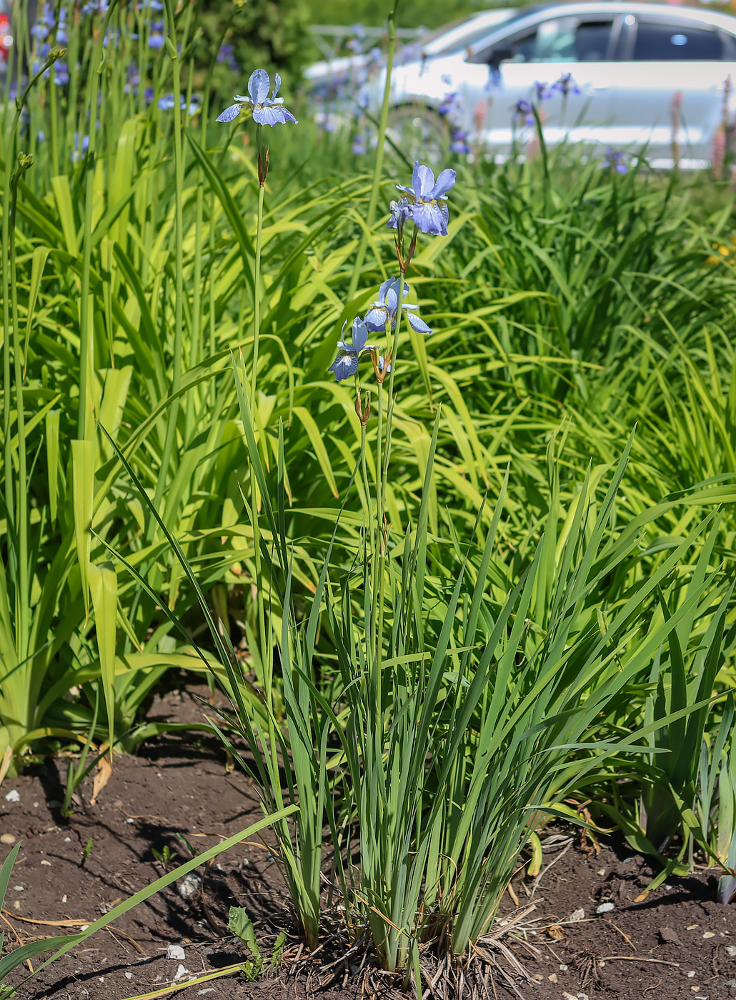 Image of Iris sibirica specimen.