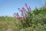 Viscaria vulgaris