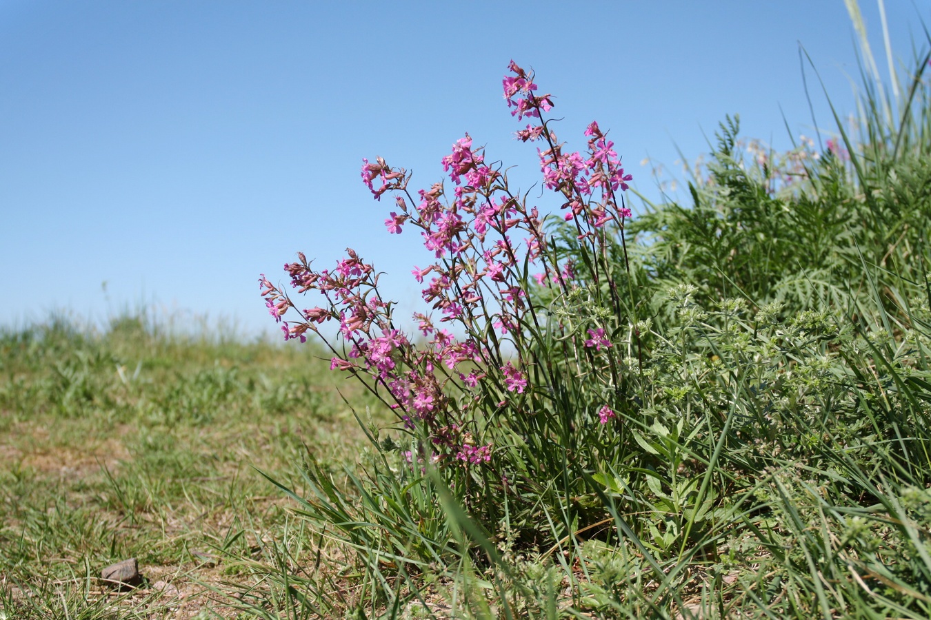 Изображение особи Viscaria vulgaris.