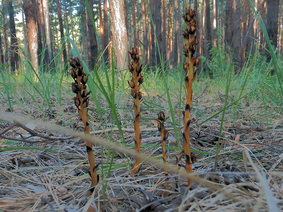 Image of Hypopitys monotropa specimen.