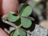 род Oxalis. Лист. Перу, регион Куско, пос. Ollantaytambo, подножие скалы. 11.10.2019.