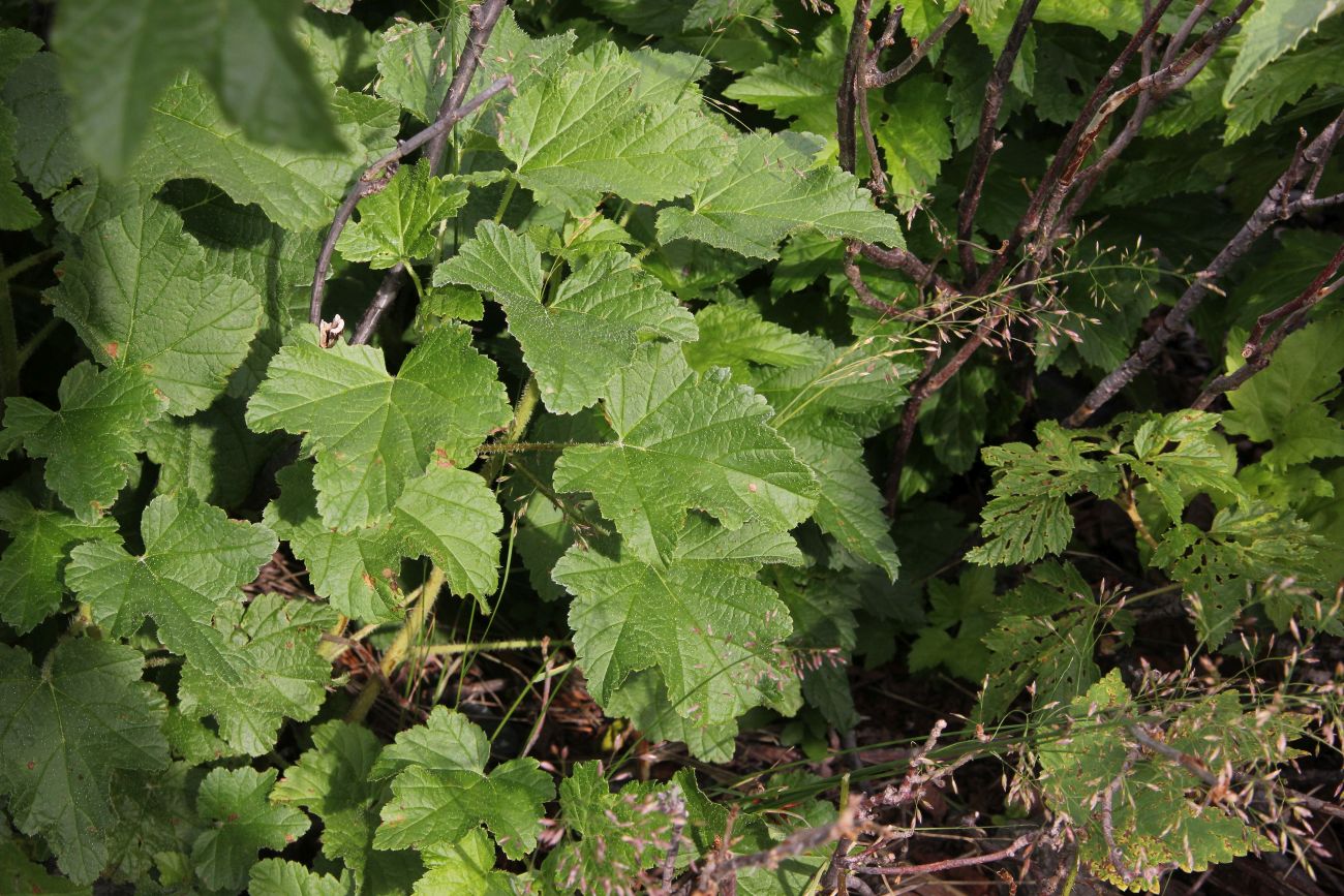 Image of genus Ribes specimen.