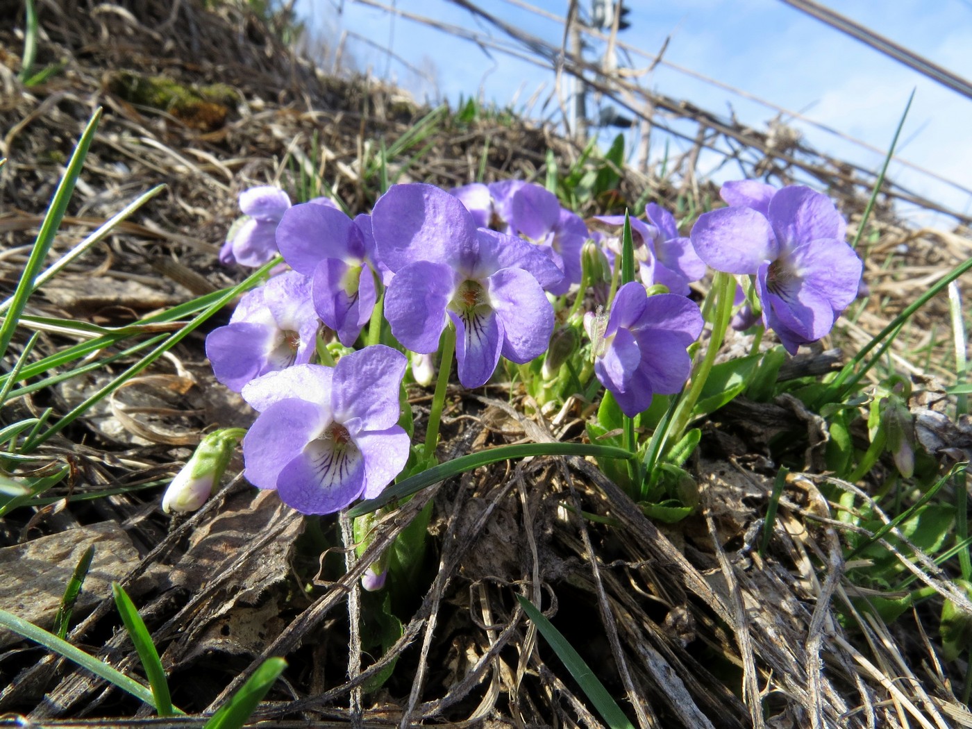 Image of Viola hirta specimen.