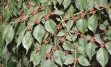 genus Lonicera