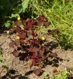 Oxalis stricta