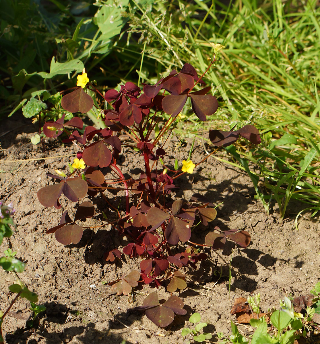 Image of Oxalis stricta specimen.