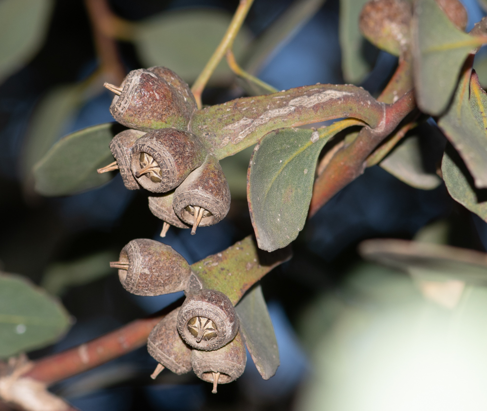 Image of Eucalyptus platypus specimen.