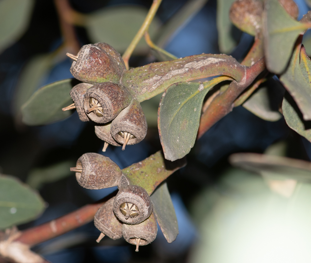 Изображение особи Eucalyptus platypus.