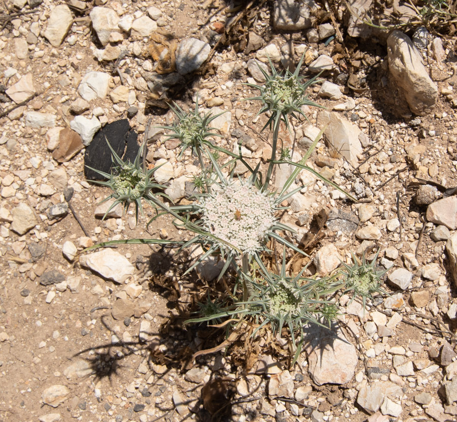 Изображение особи Exoacantha heterophylla.