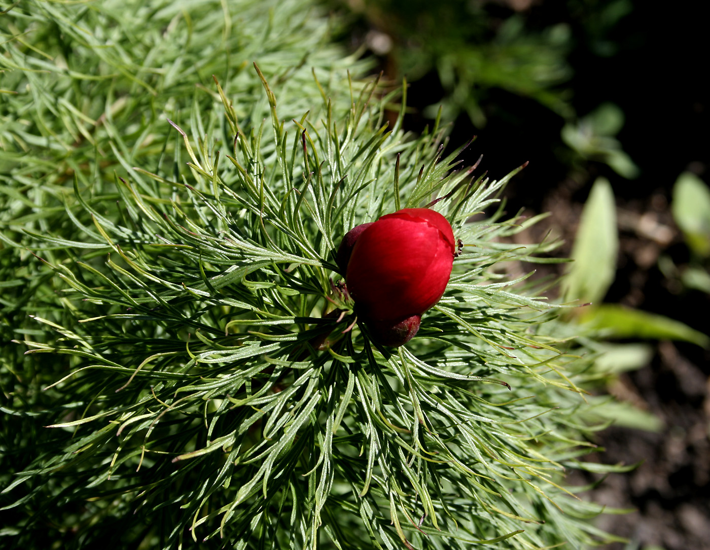 Image of Paeonia tenuifolia specimen.