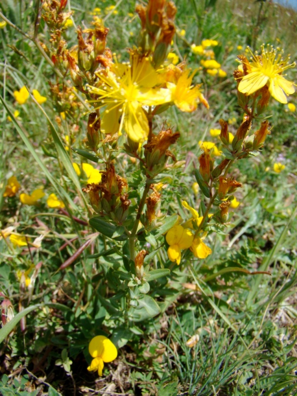 Изображение особи Hypericum linarioides.