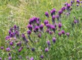 Astragalus onobrychis. Верхушки цветущих растений. Саратовская обл., Хвалынский р-н, окр. г. Хвалынск, Хвалынский горнолыжный курорт, луг на склоне горы. 18.06.2019.