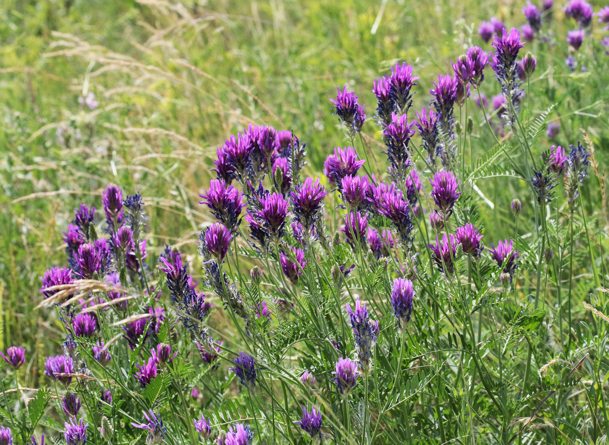 Изображение особи Astragalus onobrychis.