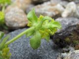 genus Cruciata. Часть генеративного побега; видны листья снизу. Кабардино-Балкария, Эльбрусский р-н, долина р. Ирикчат, ок. 3100 м н.у.м., каменистое место. 06.07.2020.