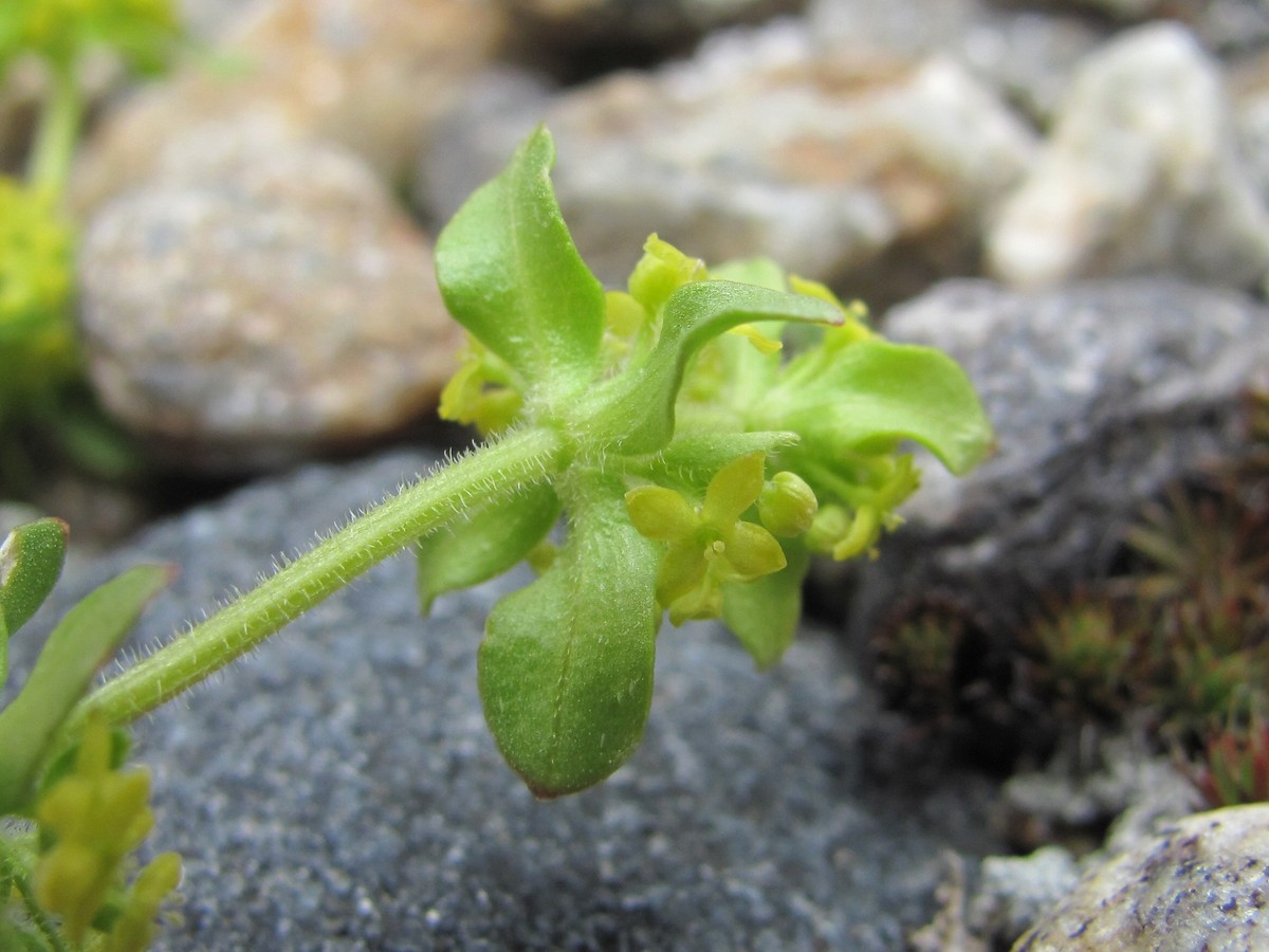 Image of genus Cruciata specimen.