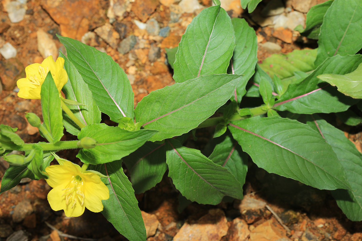 Image of Oenothera villosa specimen.