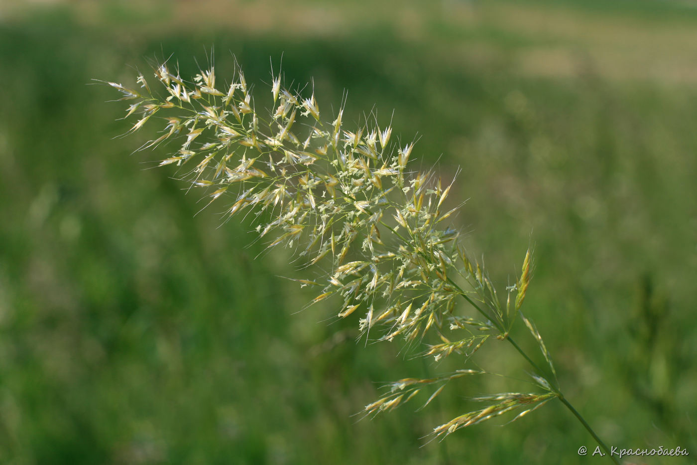 Image of Trisetum flavescens specimen.