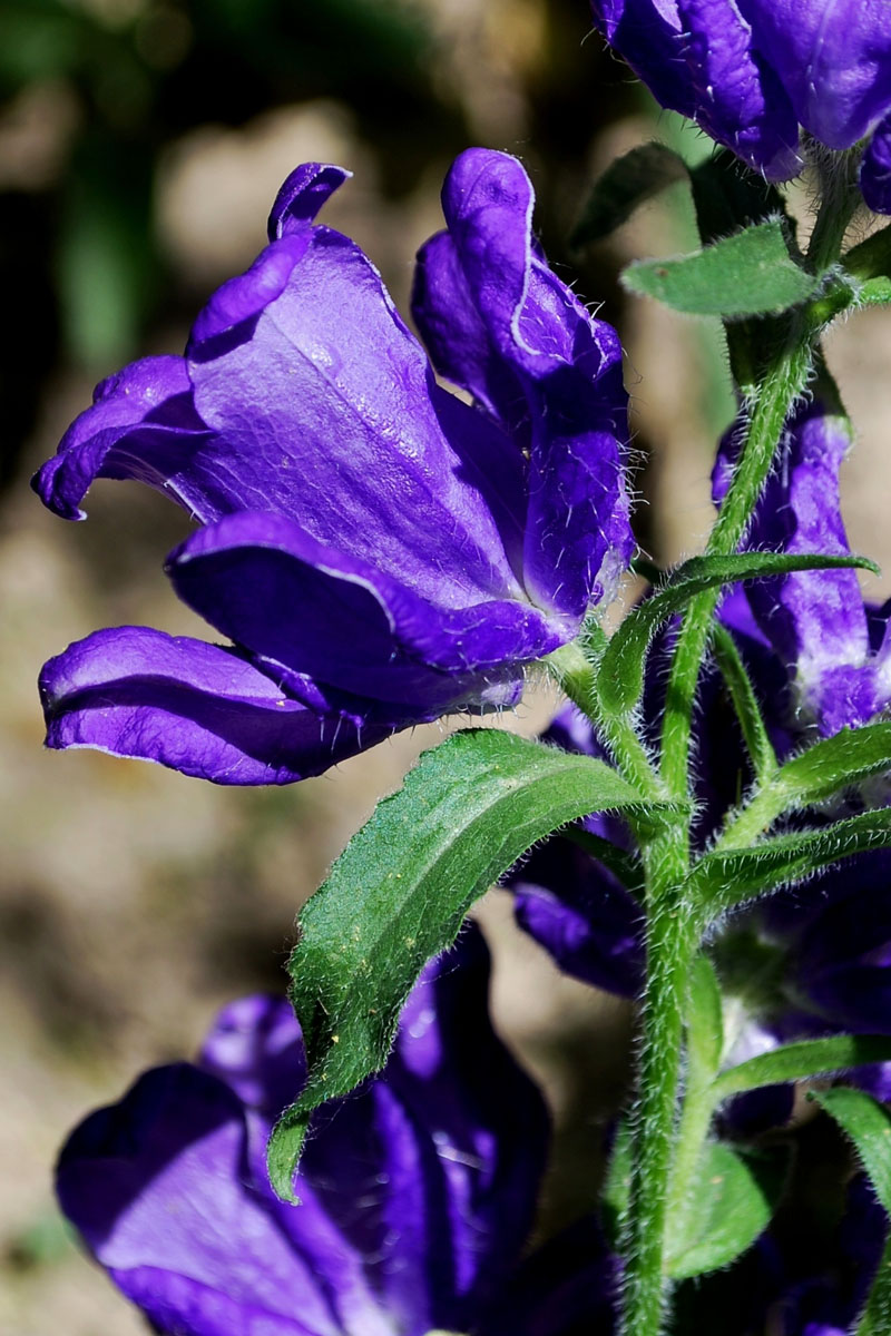 Image of Campanula medium specimen.