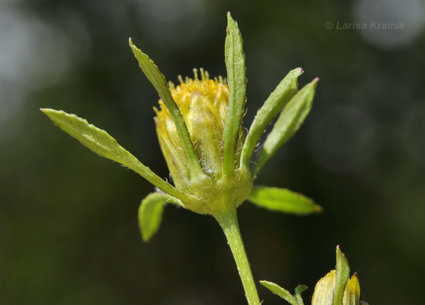 Image of Bidens frondosa specimen.