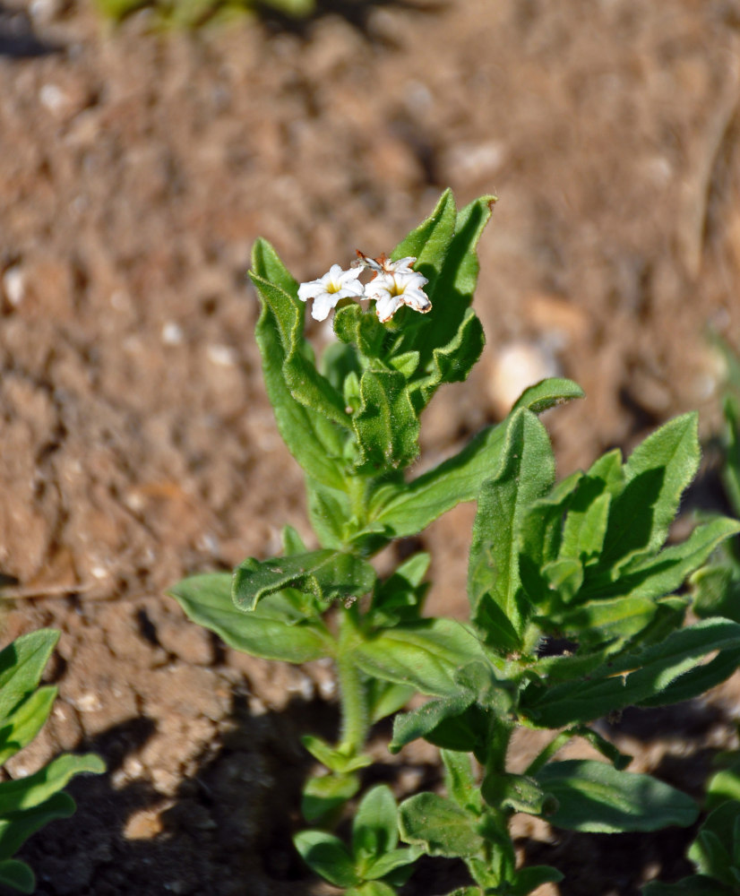 Image of Argusia sibirica specimen.