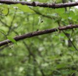 Vincetoxicum scandens