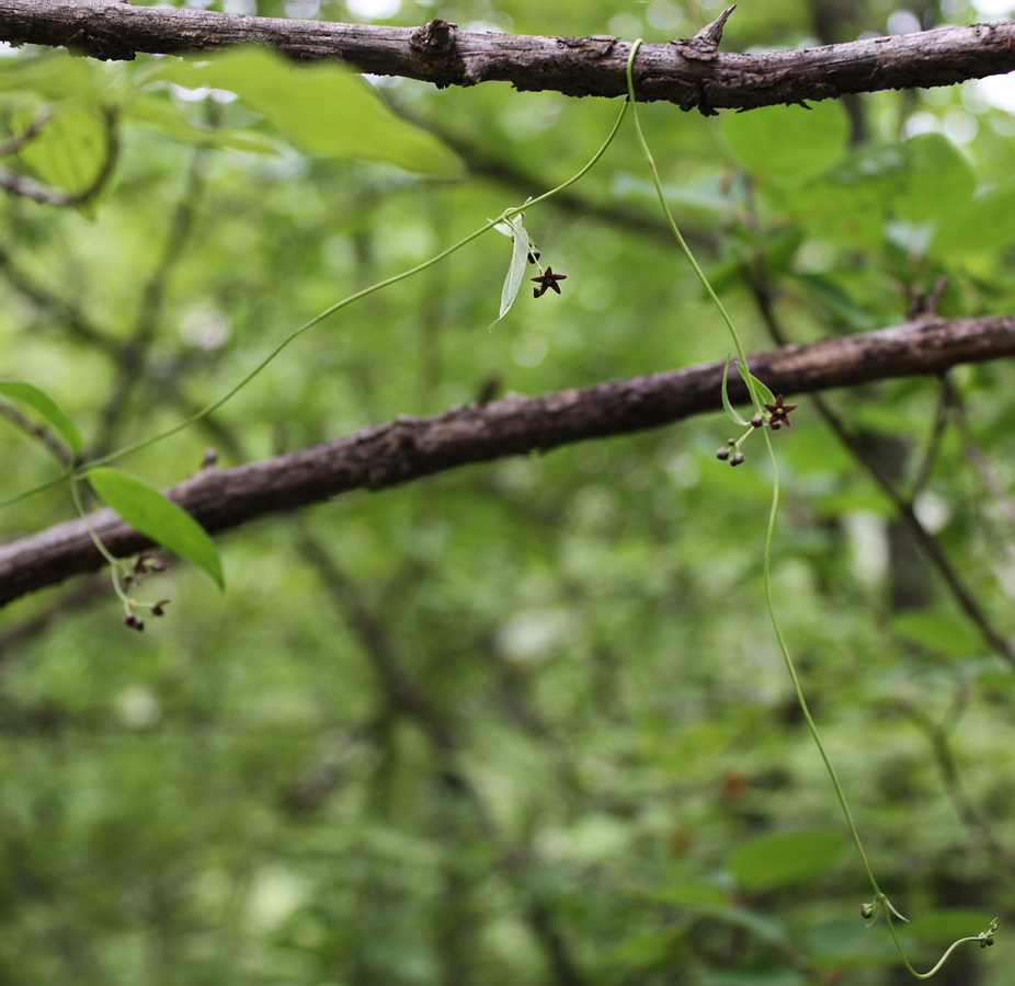 Изображение особи Vincetoxicum scandens.