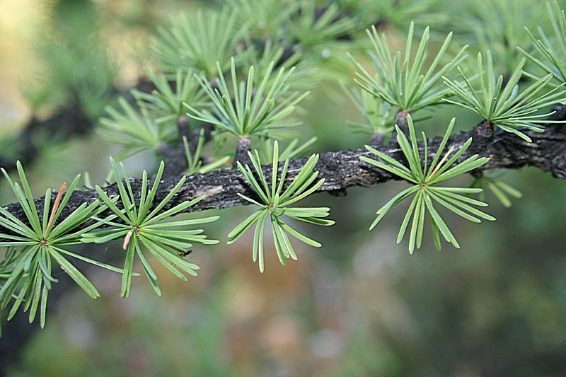 Image of Larix sibirica specimen.