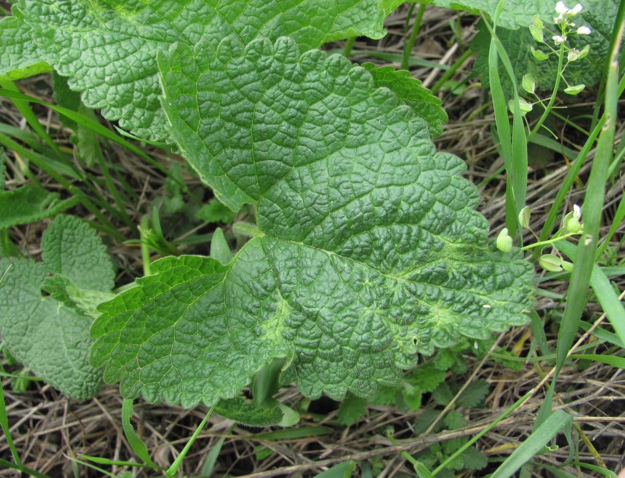 Image of Phlomoides tuberosa specimen.