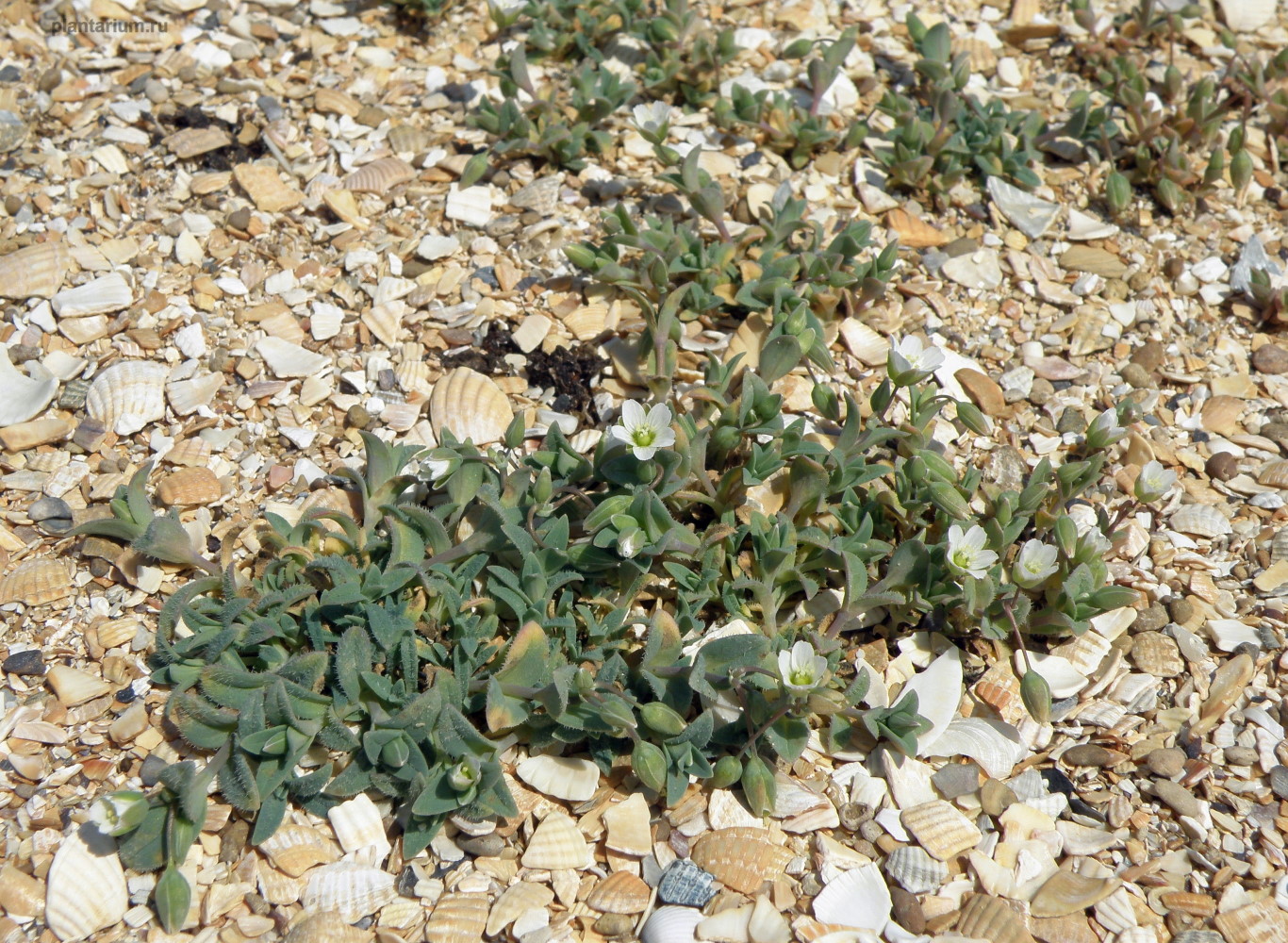 Image of Holosteum umbellatum specimen.