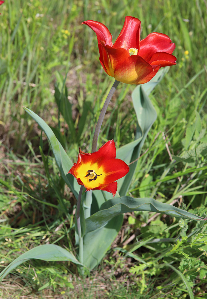 Изображение особи Tulipa suaveolens.