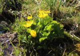 Caltha polypetala