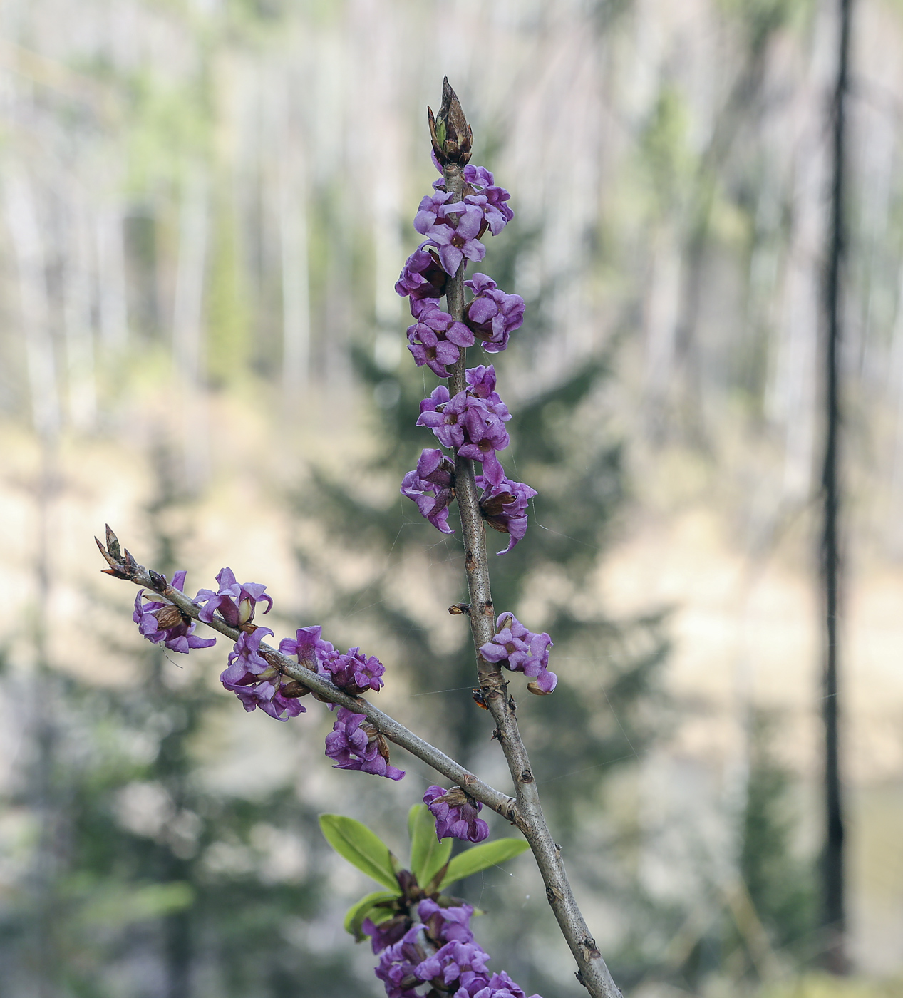 Изображение особи Daphne mezereum.