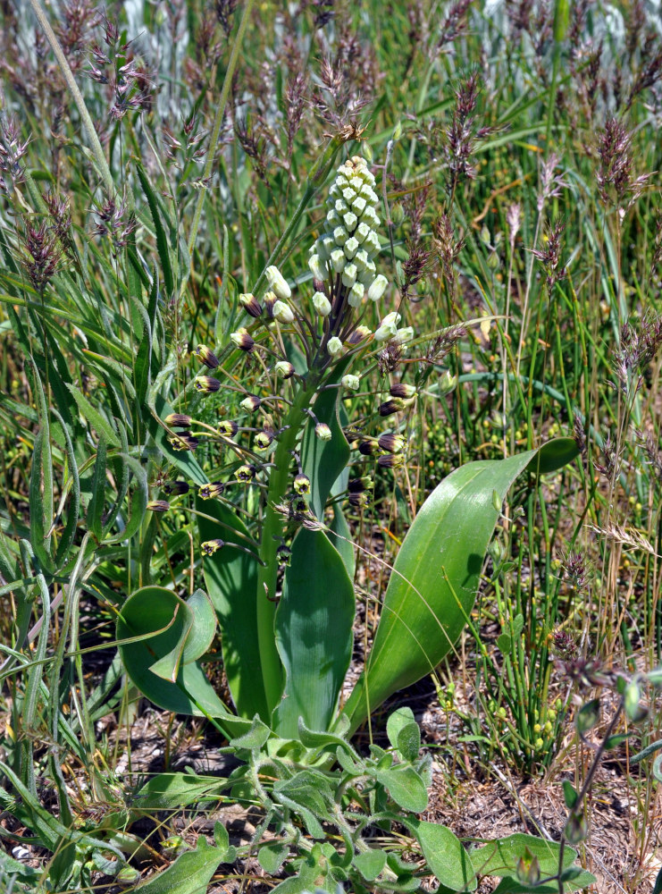 Image of Bellevalia sarmatica specimen.