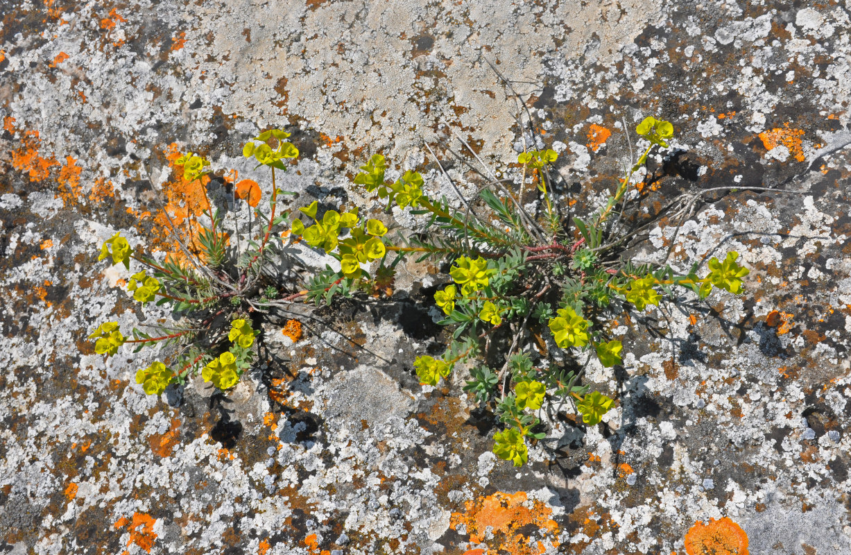 Image of Euphorbia petrophila specimen.