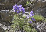 Campanula speciosa