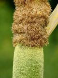 Typha latifolia. Часть соцветия; вверху - мужские, внизу - женские цветки. Белоруссия, Витебская обл., пос. Езерище. 26.06.2010.