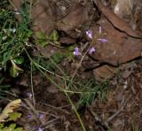 Vicia palaestina. Часть побега с соцветием. Израиль, Нижняя Галилея, г. Верхний Назарет, неухоженный газон. 29.03.2021.