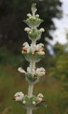 Phlomoides laciniata. Верхушка соцветия. Дагестан, окр. г. Избербаш, лугово-кустарниковое сообщество на склоне к шоссе. 12 июня 2021 г.