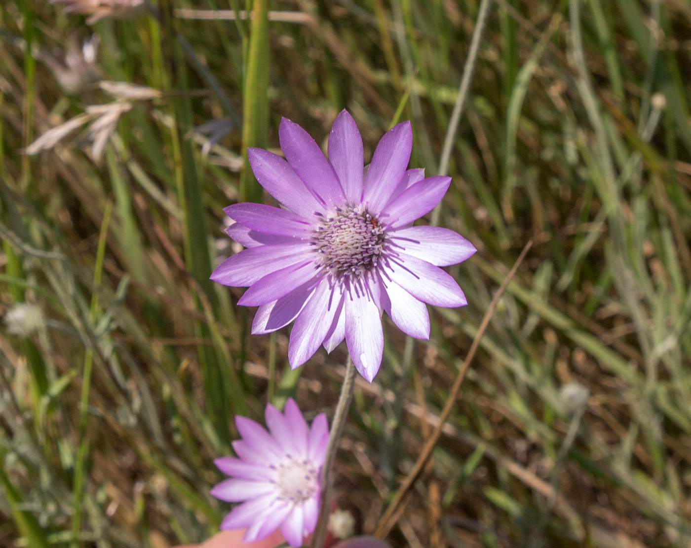 Изображение особи Xeranthemum annuum.