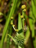 Sparganium microcarpum