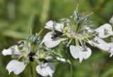 Nigella arvensis